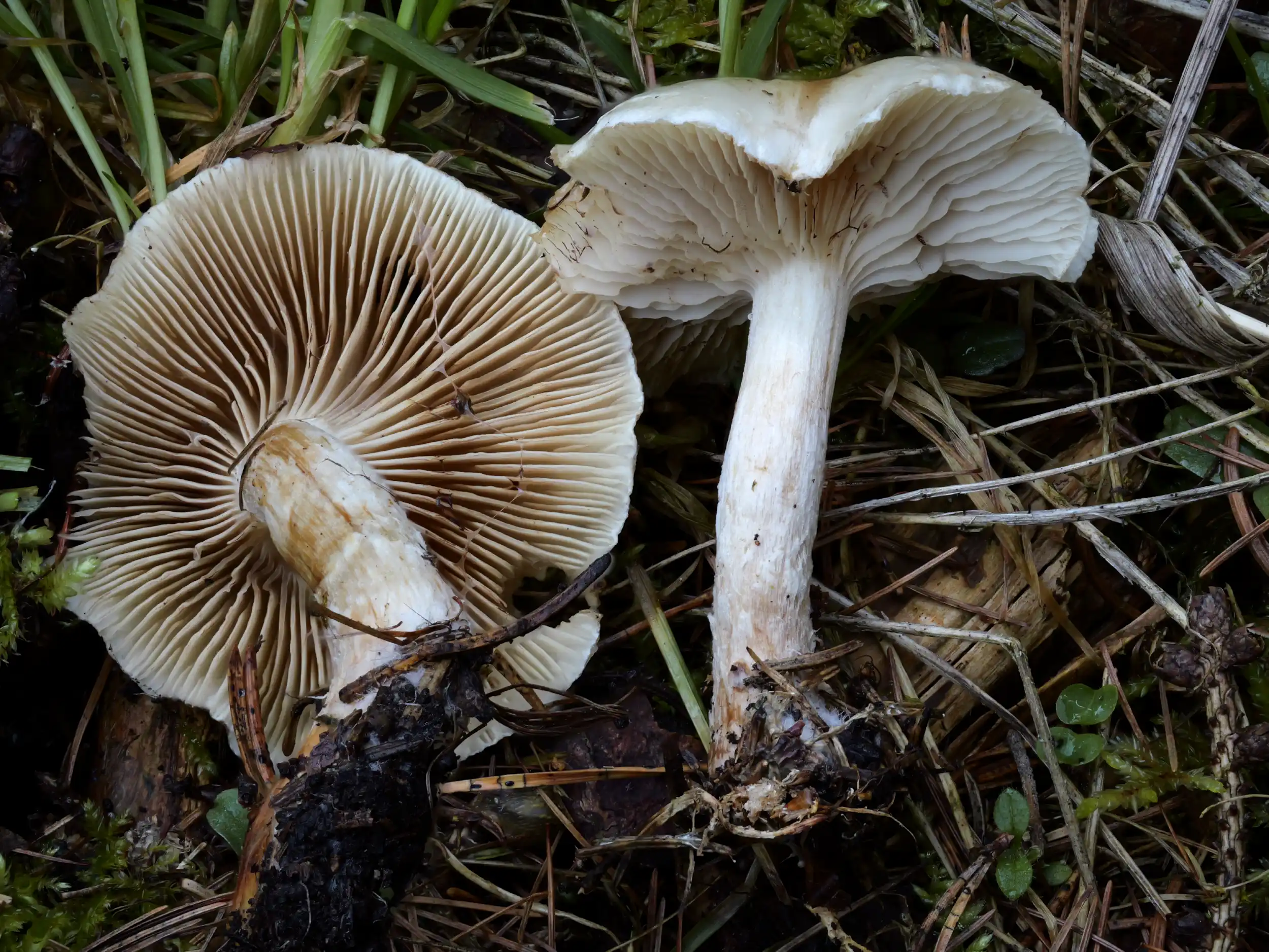 Hebeloma crustuliniforme – Tonblasser Fälbling, Pilzschule-Vogtland