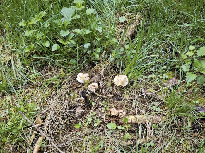 Hebeloma crustuliniforme &ndash; Tonblasser F&auml;lbling, die Pilze sidn Mykorrhizapilze, hier mit Fichte