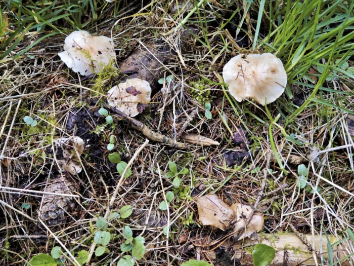 Hebeloma crustuliniforme &ndash; Tonblasser F&auml;lbling, junge und sehr alte Fruchtk&ouml;rper