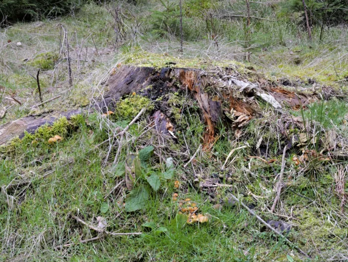 Hypholoma capnoides &ndash; Graubl&auml;ttriger Schwefelkopf, Fundort an einem verwitterten Nadelholzstumpf