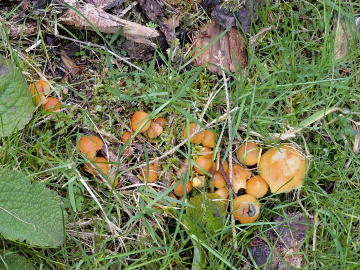 Hypholoma capnoides &ndash; Graubl&auml;ttriger Schwefelkopf, junge Exemplare