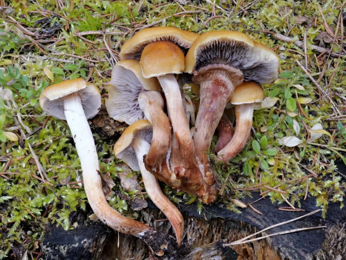 Hypholoma capnoides &ndash; Graubl&auml;ttriger Schwefelkopf, durch dunkles Sporenpulver gef&auml;rbte Lamellen
