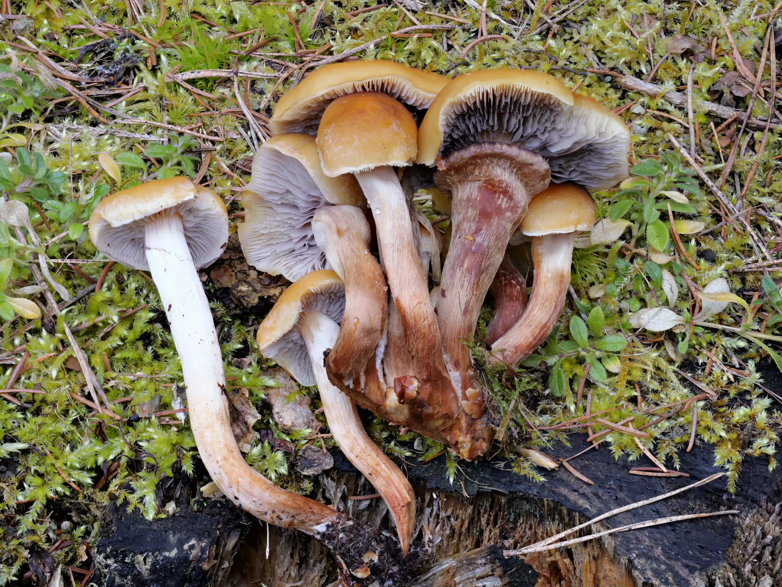 Hypholoma capnoides – Graublättriger Schwefelkopf, Pilzschule-Vogtland