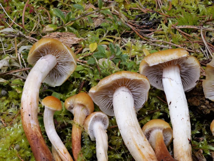 Hypholoma capnoides &ndash; Graubl&auml;ttriger Schwefelkopf, deutlich zu sehen die Cortina junger Pilze