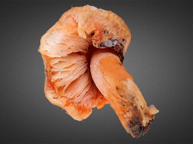 Inosperma erubescens – Ziegelroter Risspilz