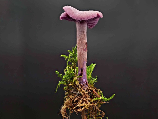 Laccaria amethystina – Violetter Lacktrichterling