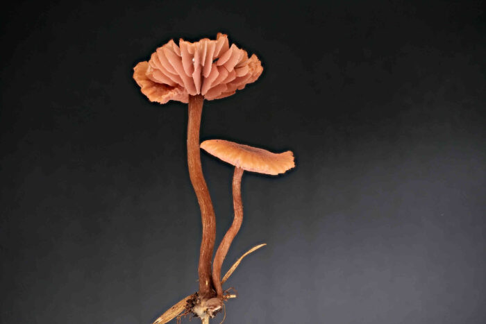 Laccaria laccata &ndash; R&ouml;tlicher Lacktrichterling, w&auml;chst b&uuml;schelig