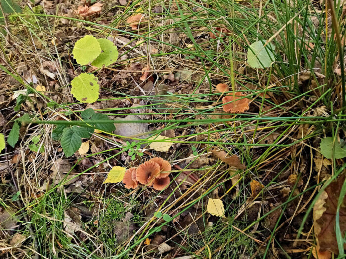 Laccaria laccata &ndash; R&ouml;tlicher Lacktrichterling, typische, im Herbst recht h&auml;ufig
