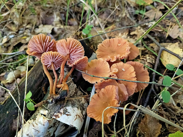 Laccaria laccata &ndash; R&ouml;tlicher Lacktrichterling, ausgewachsene Exemplare
