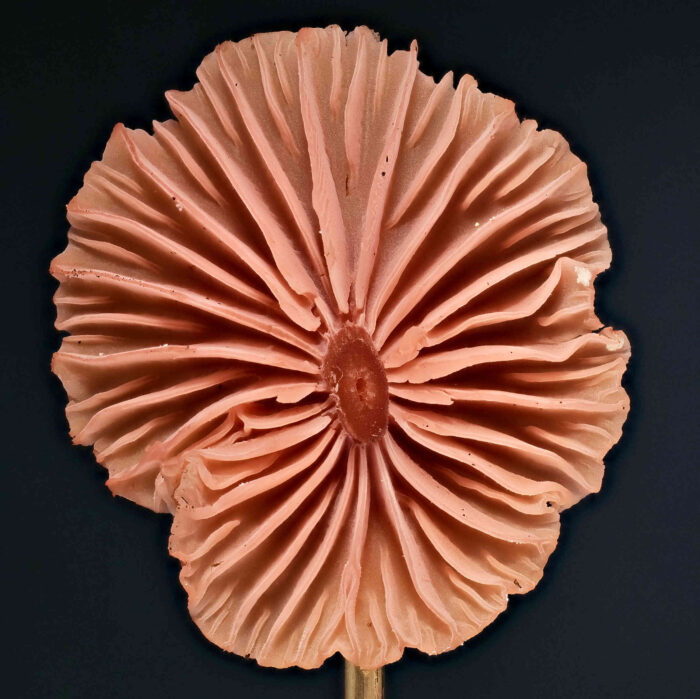 Laccaria laccata &ndash; R&ouml;tlicher Lacktrichterling, typische, weit stehende Lamellen