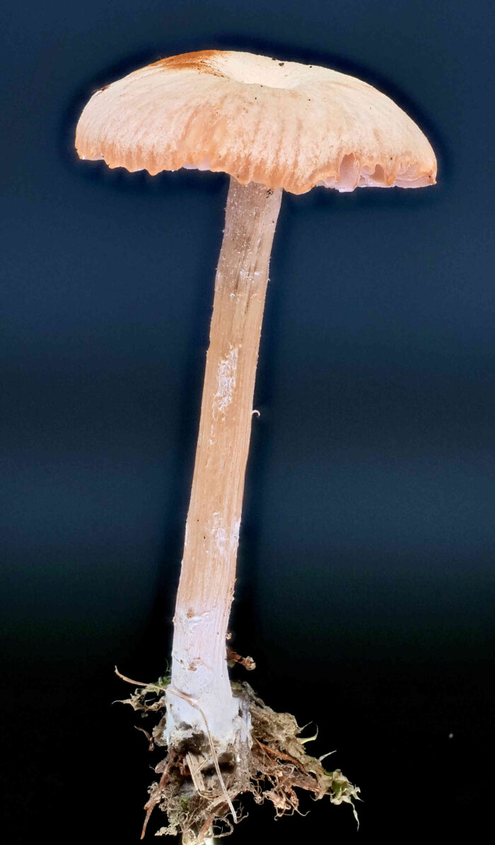 Laccaria laccata &ndash; R&ouml;tlicher Lacktrichterling, die H&uuml;te sind hygrophan