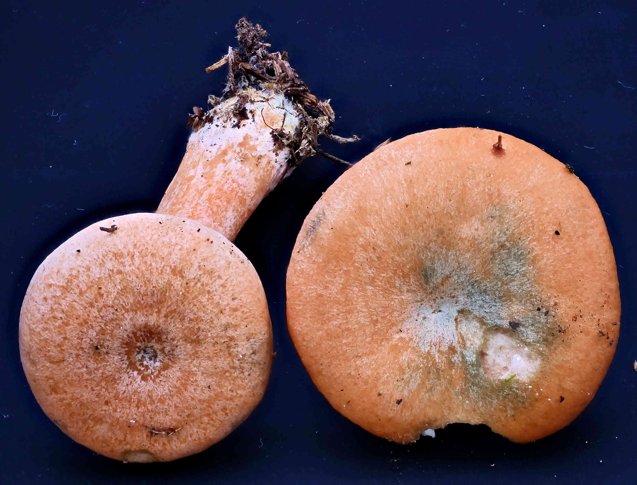 Lactarius deterrimus – Fichten-Reizker, Pilzschule-Vogtland