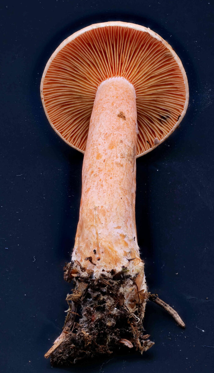 Lactarius deterrimus &ndash; Fichten-Reizker, Hut, Stiel, Lamellen &ndash; alles orange
