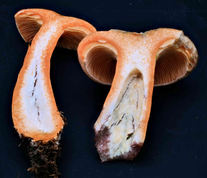 Lactarius deterrimus &ndash; Fichten-Reizker, ganz typisch: hohle Stiele und orange Milch