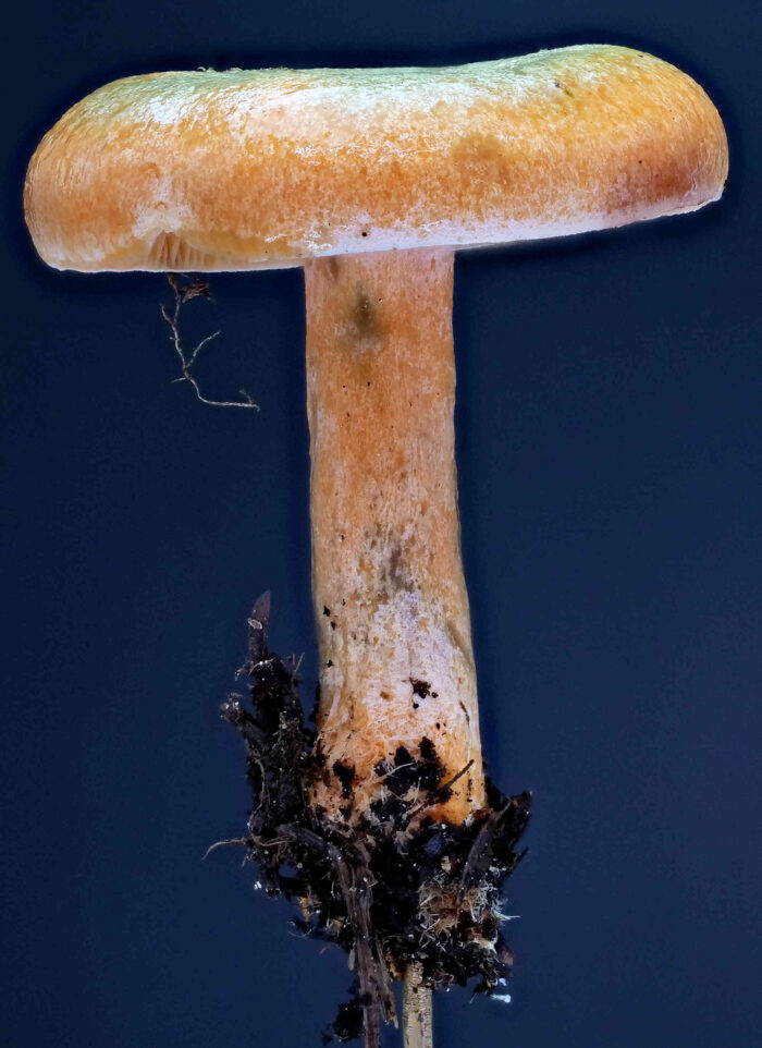 Lactarius deterrimus &ndash; Fichten-Reizker, ganz typische Erscheinungsform