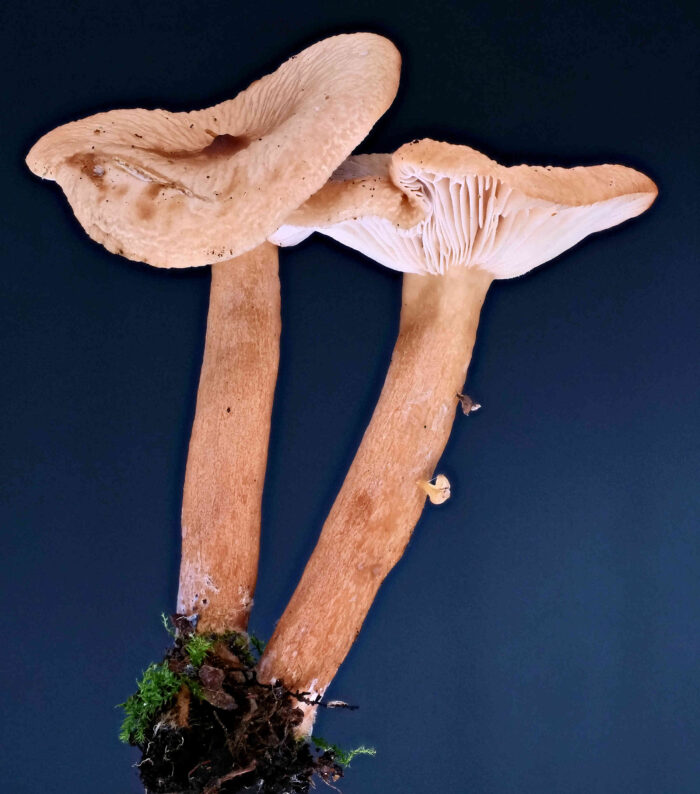 Lactarius tabidus &ndash; Milder Schwefelmilchling, ganz typische Erscheinungsform