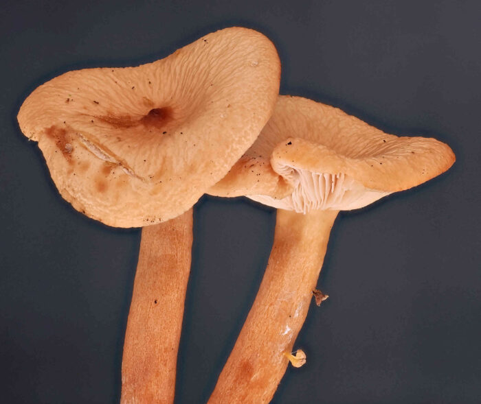 Lactarius tabidus &ndash; Milder Schwefelmilchling, H&uuml;te mit einer Papille