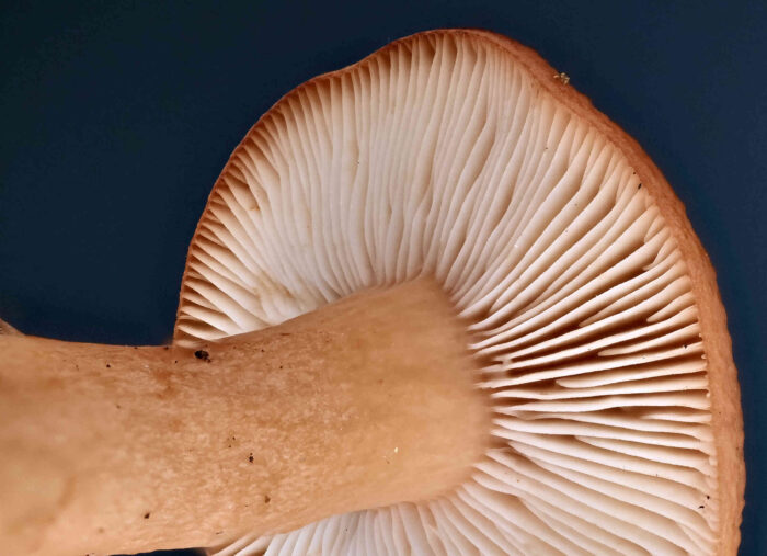 Lactarius tabidus &ndash; Milder Schwefelmilchling, Blick in die Lamellen