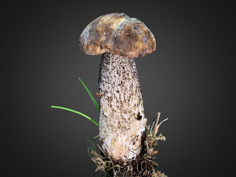 Leccimun melaneum – Schwärzlicher Birkenpilz