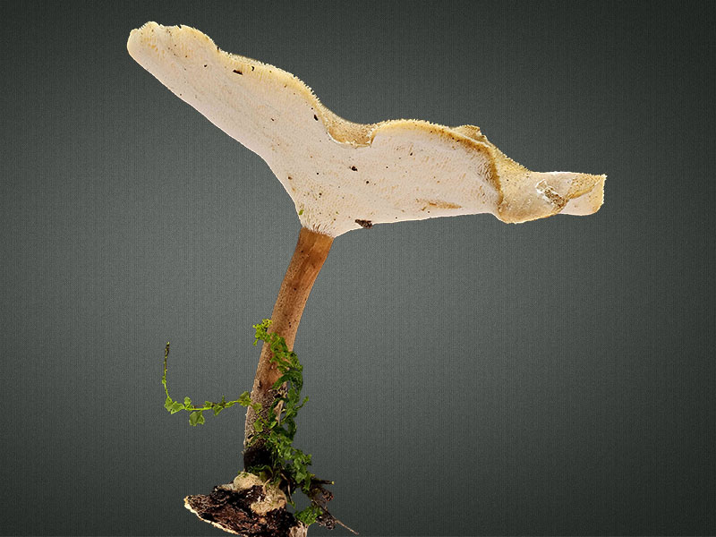 Lentinus brumalis – Winter Stielporling