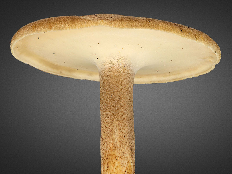 Lentinus substrictus – Mai-Stielporling