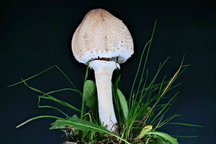 Macrolepiota mastoidea var. mastoidea &ndash; Gedrungener Zitzen-Riesenschirmling, Zitzte an der Hutspitze