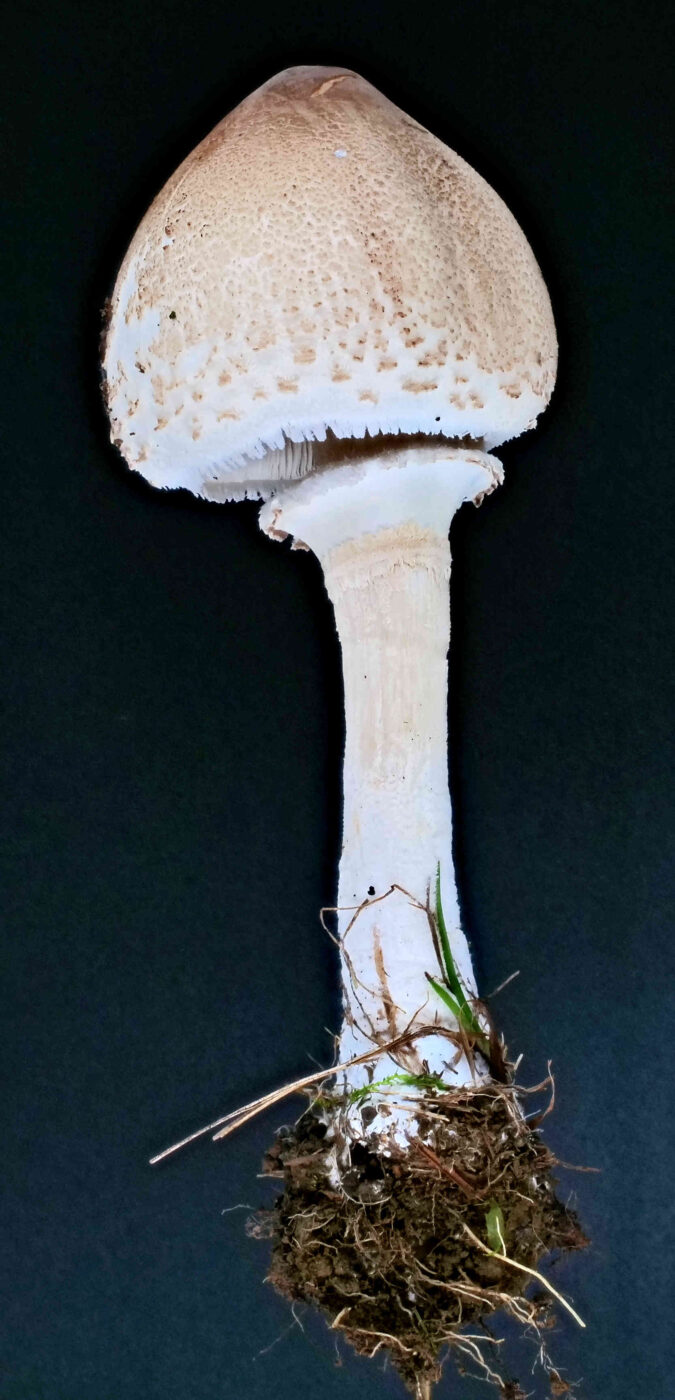 Macrolepiota mastoidea var. mastoidea &ndash; Gedrungener Zitzen-Riesenschirmling, Zitzte an der Hutspitze