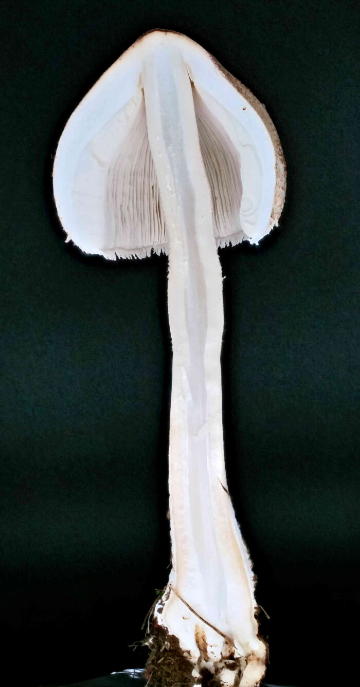 Macrolepiota mastoidea var. mastoidea &ndash; Gedrungener Zitzen-Riesenschirmling, hohler Stiel
