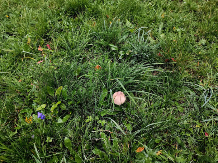 Macrolepiota mastoidea var. mastoidea &ndash; Gedrungener Zitzen-Riesenschirmling, Fund an einem Waldrand