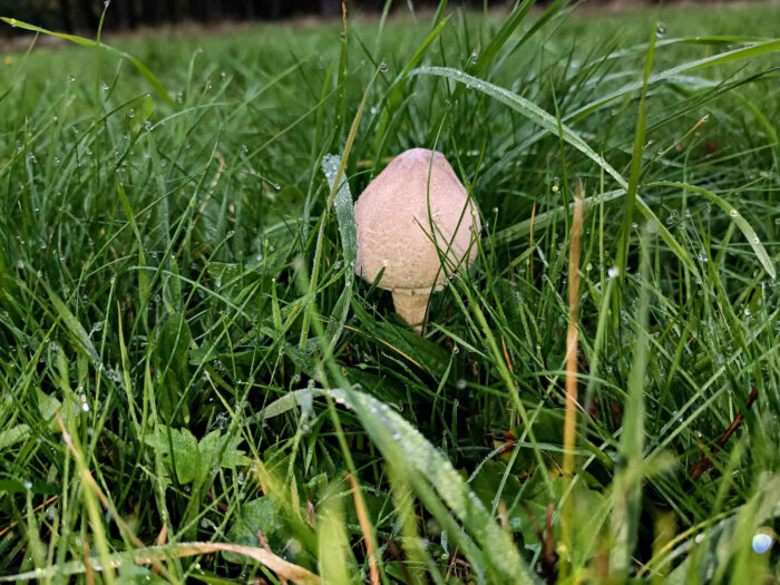 Macrolepiota mastoidea var. mastoidea &ndash; Gedrungener Zitzen-Riesenschirmling, kleines, noch junges Exemplar