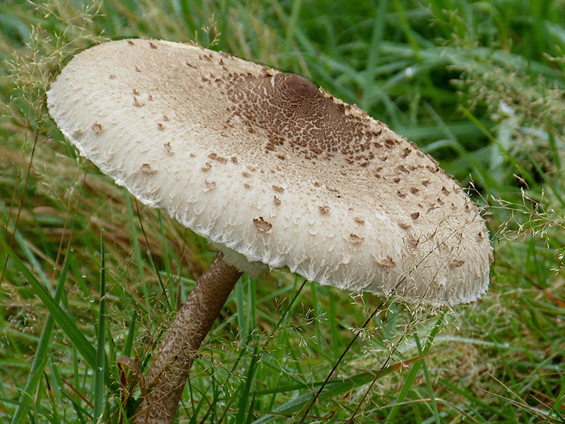 Macrolepiota procera – Gemeiner Riesenschirmling