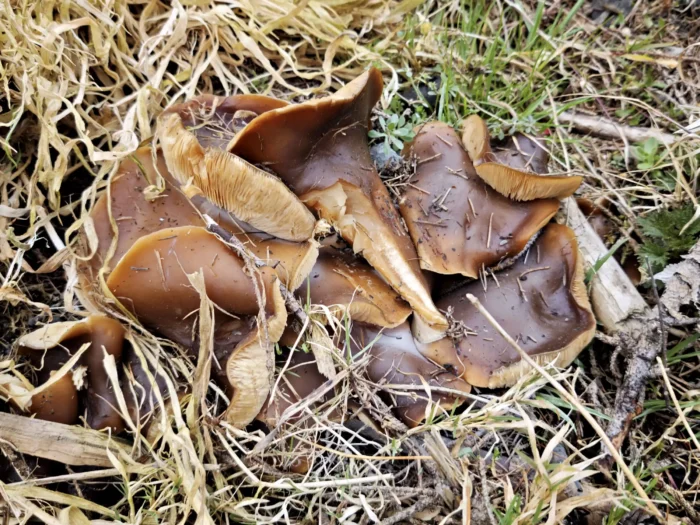 Melanoleuca cognata &ndash; Fr&uuml;hlings-Weichritterling, adulte Exemplare