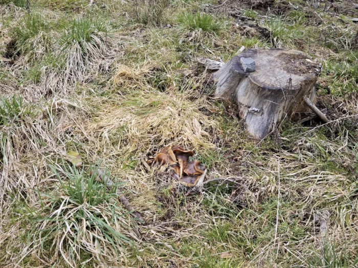 Melanoleuca cognata &ndash; Fr&uuml;hlings-Weichritterling, auf einer Rodungsfl&auml;che