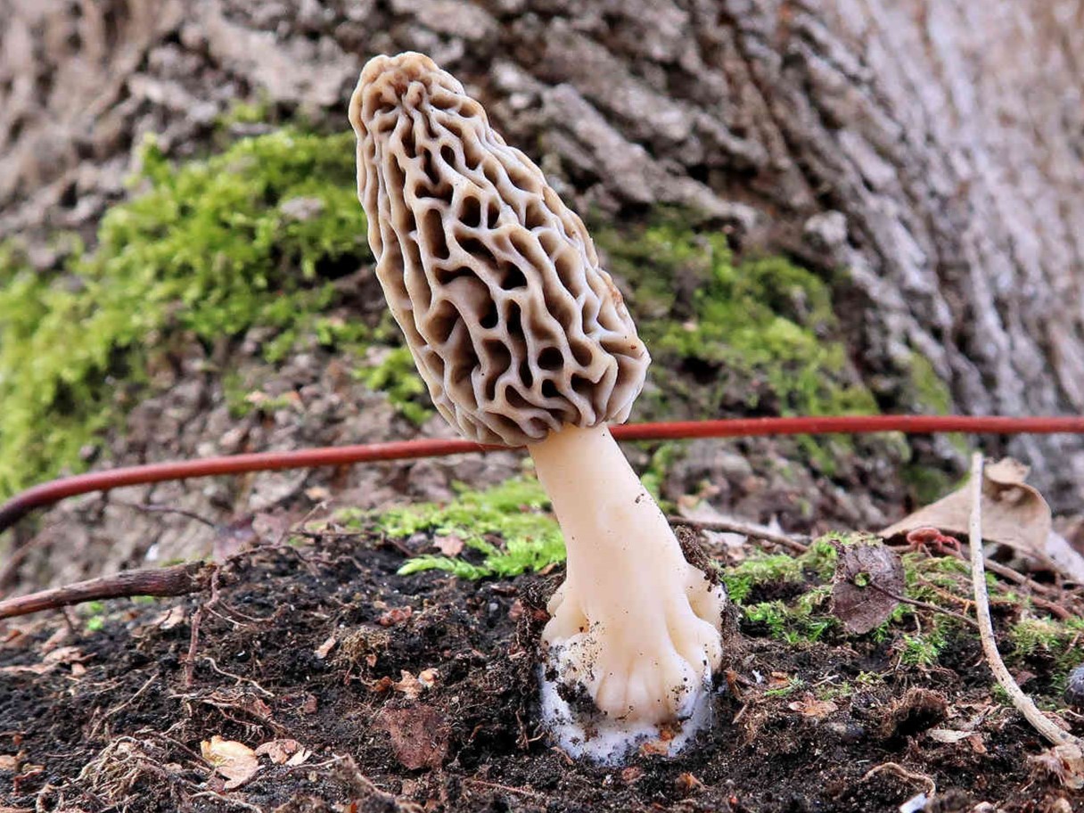Morchella esculenta agg. – Speise-Morchel