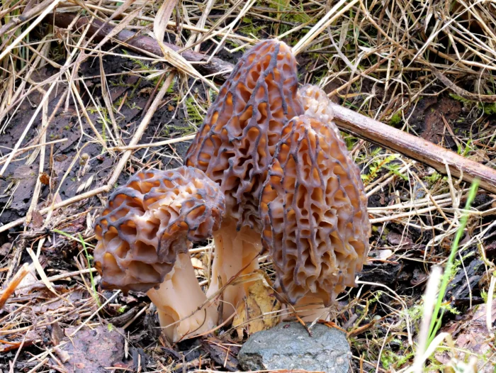 Morchella norvegiensis &ndash; Norwegische Morchel, der Fund wurde genetisch best&auml;tigt