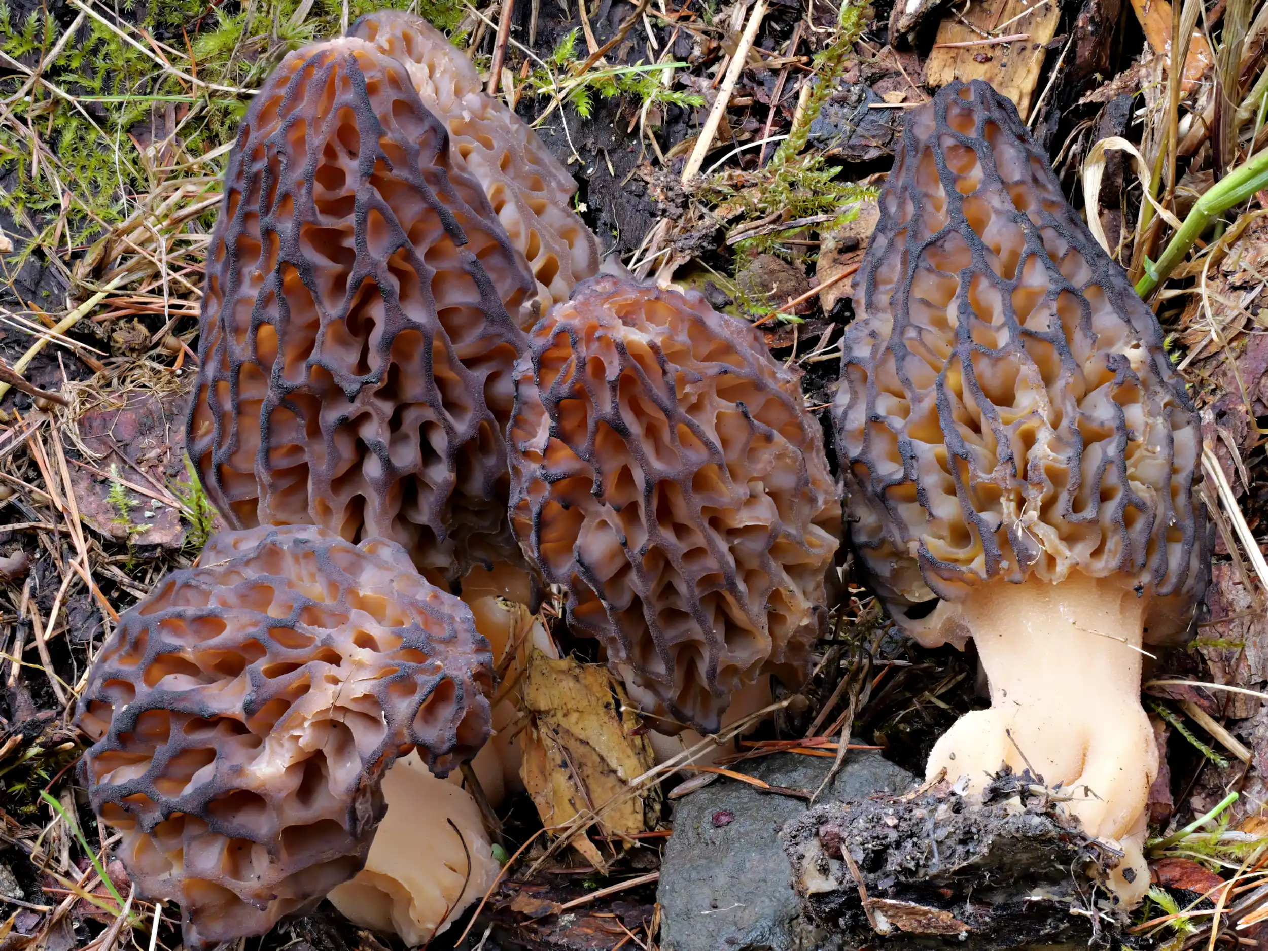 Morchella norvegiensis – Norwegische Morchel, Pilzschule-Vogtland