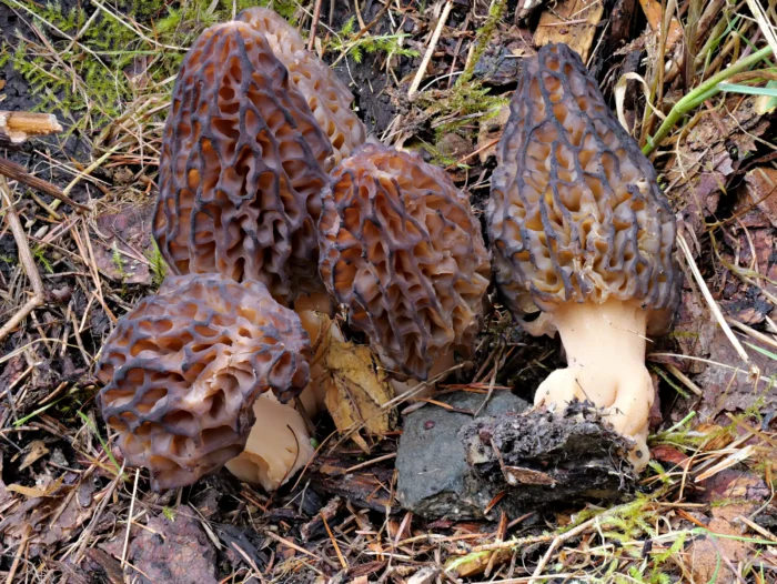 Morchella norvegiensis &ndash; Norwegische Morchel, die Morcheln sind mehr oder weniger &bdquo;bunter&ldquo; als Morchella elata