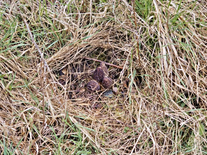 Morchella norvegiensis &ndash; Norwegische Morchel, Fund im April 2026 im Gras