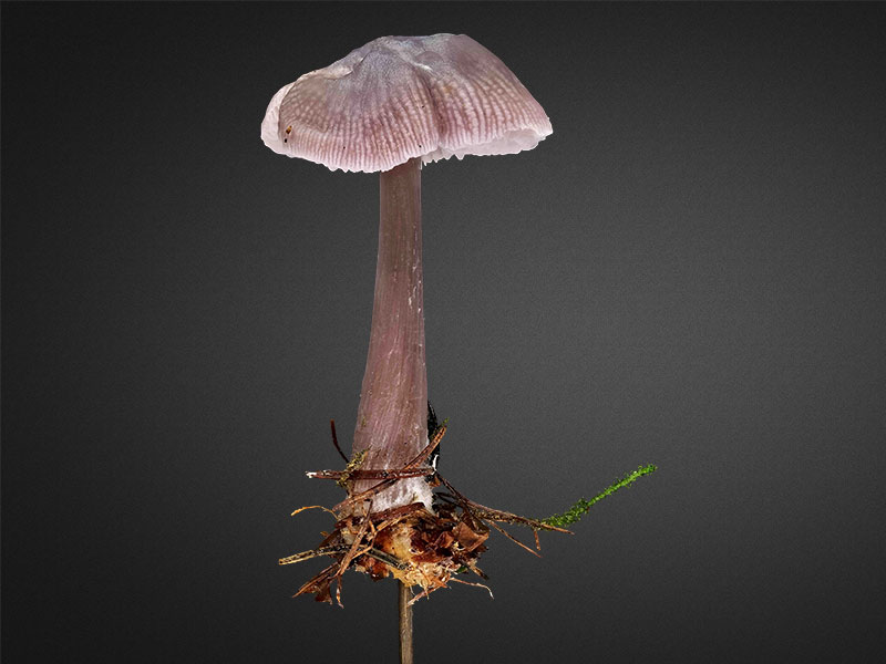 Mycena pura – Gemeiner Rettich-Helmling