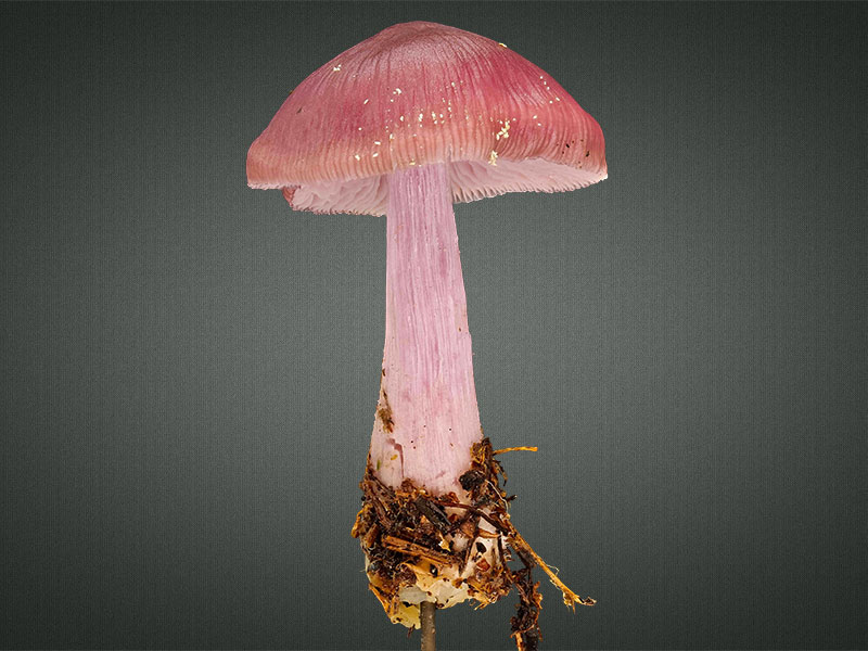 Mycena rosea – Rosa Rettich-Helmling