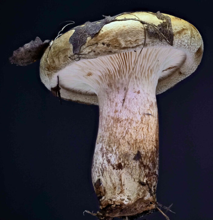 Paxillus involutus &ndash; Kahler Krempling, Seitenansicht mit herablaufenden Lamellen