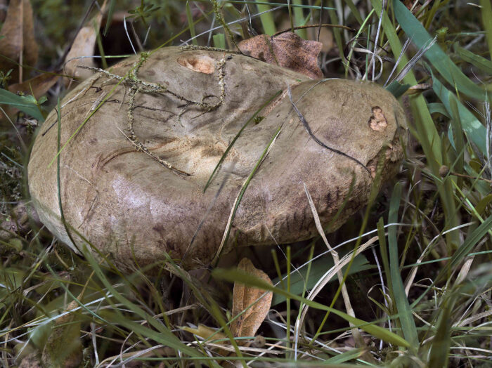 Paxillus involutus &ndash; Kahler Krempling, typische Hutfarbe