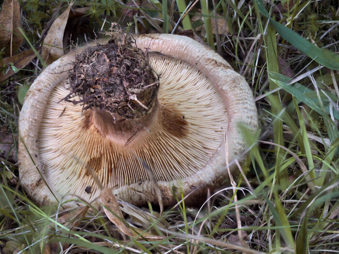 Paxillus involutus &ndash; Kahler Krempling, typischer, eingerollter Hutrand