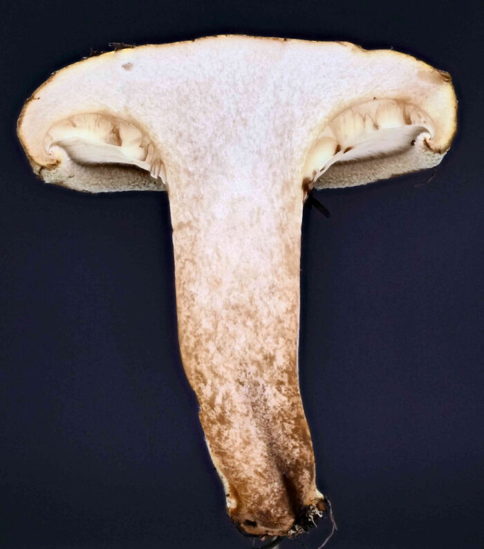 Paxillus involutus &ndash; Kahler Krempling, Schnittbild