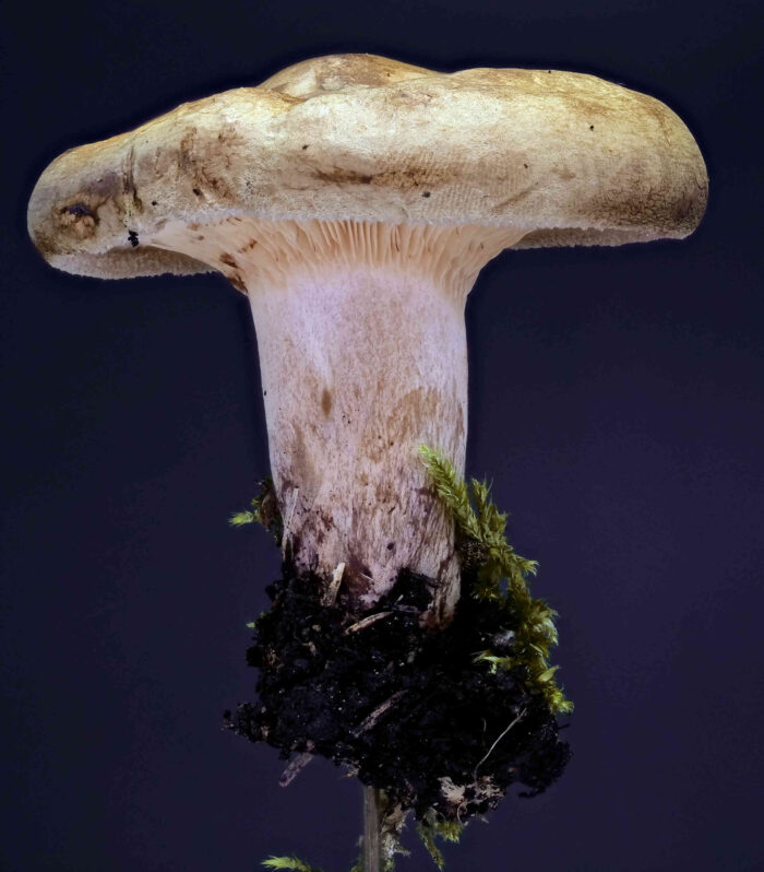 Paxillus involutus &ndash; Kahler Krempling, der Hut ist feinfilzig