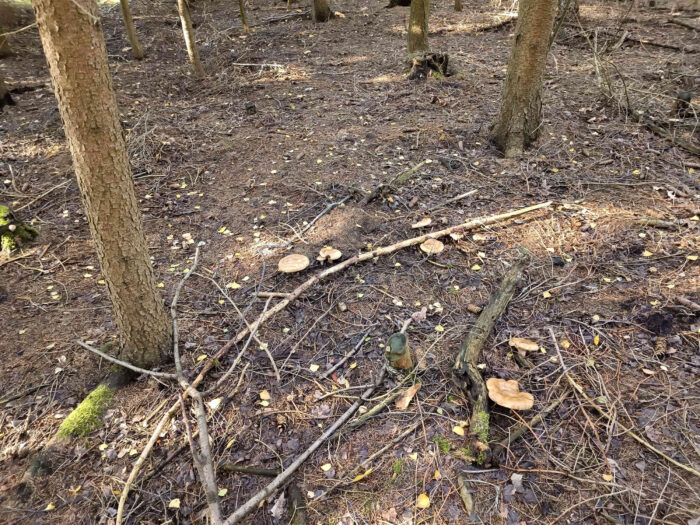 Paxillus involutus &ndash; Kahler Krempling, Fundort im Fichtenwald