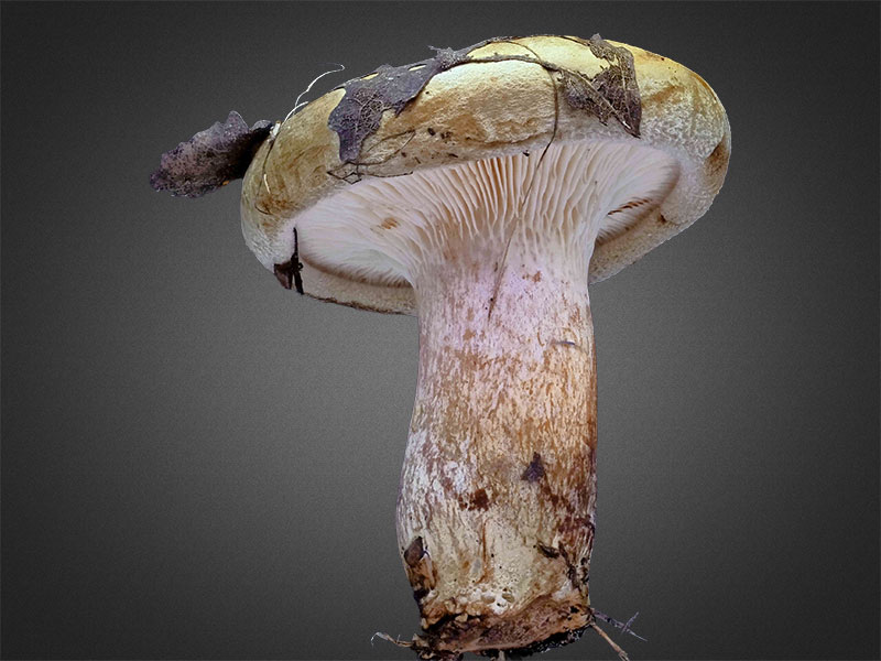 Paxillus involutus – Kahler Krempling, Pilzschule-Vogtland