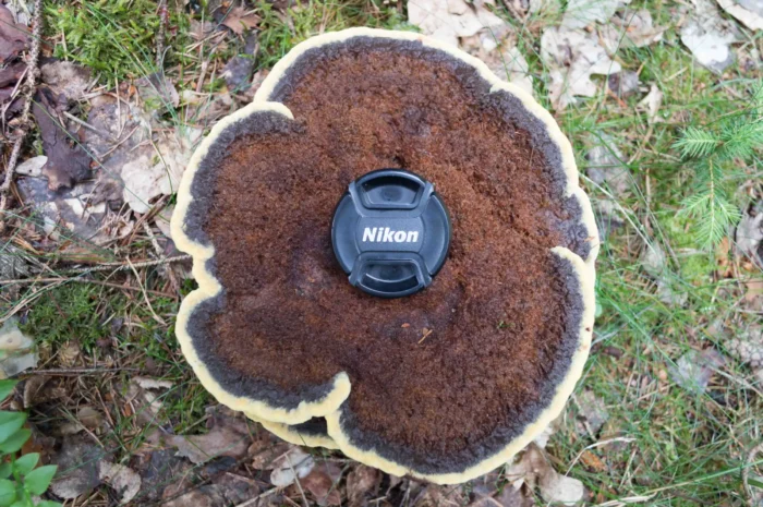 Phaeolus spadiceus &ndash; Kiefern-Braunporling, der Pilz hatte 25 cm Durchmesser