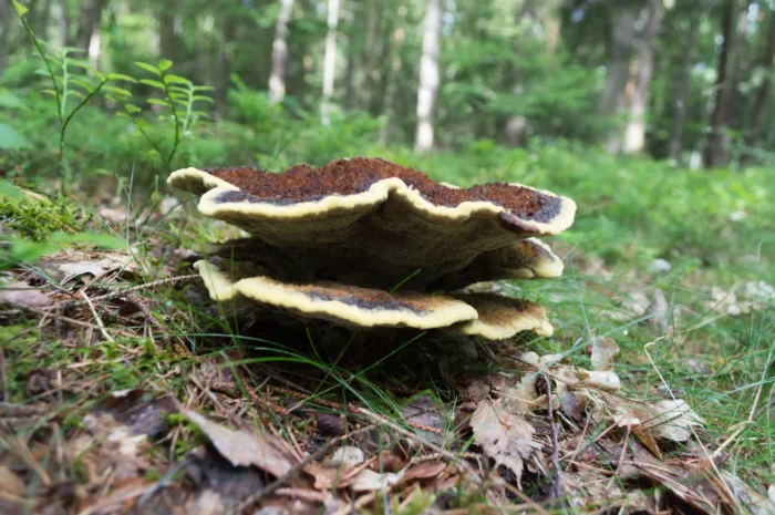 Phaeolus spadiceus &ndash; Kiefern-Braunporling, ein im Forstwesen gef&uuml;rchteter Parasit