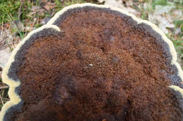 Phaeolus spadiceus &ndash; Kiefern-Braunporling, filzige Hutoberfl&auml;che, Wachstumszone hellgelb